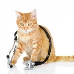 chat veterinaire