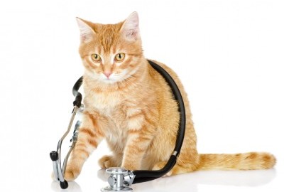 chat veterinaire
