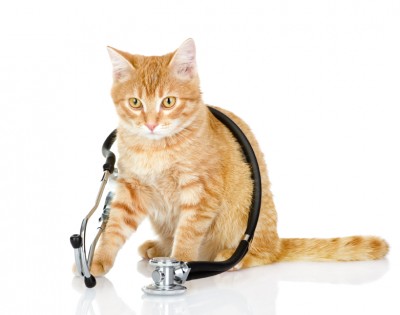 chat veterinaire