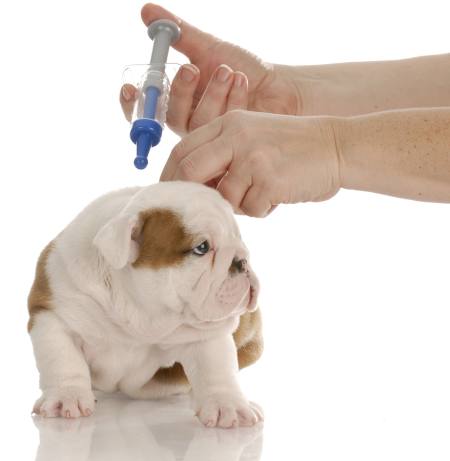 vaccin chien