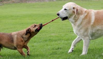 jeu entre chiens