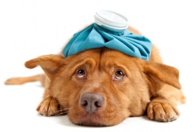 chien malade