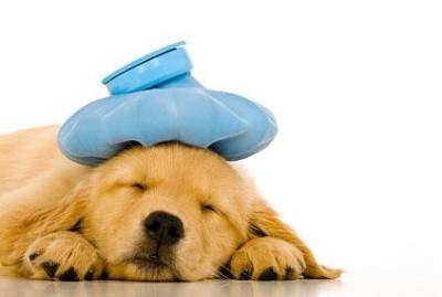 chiot malade