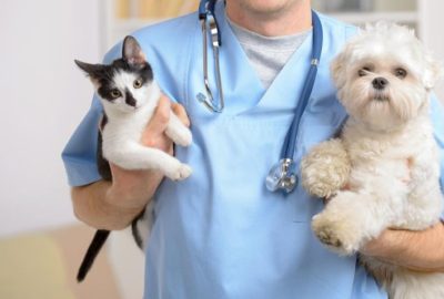 veterinaire avec chat et chien