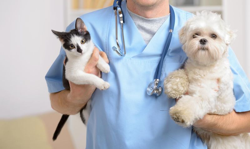 veterinaire avec chat et chien