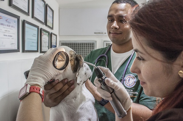 2 veterinaires avec un chien